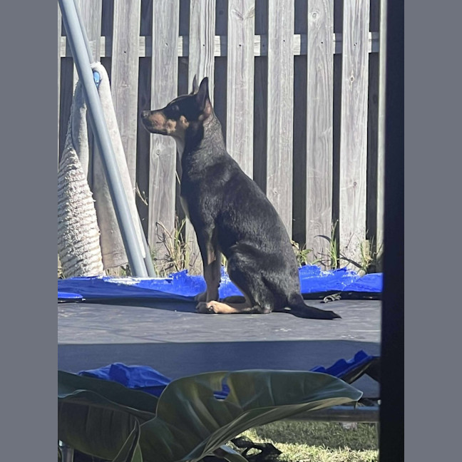 Photo of Chase