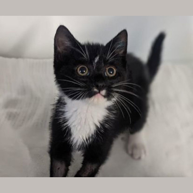 Photo of Teeny Tiny