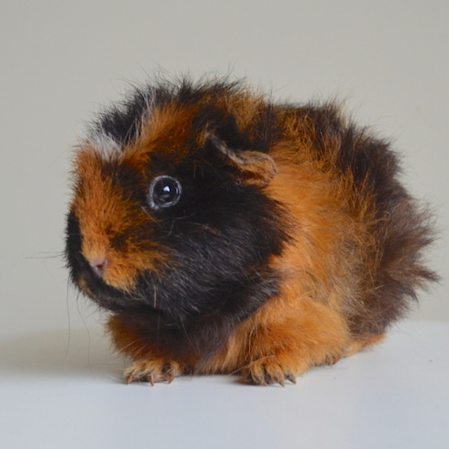 Photo of Miss Bumbles