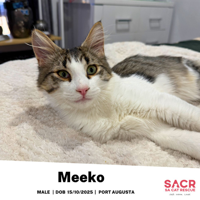 Photo of Meeko