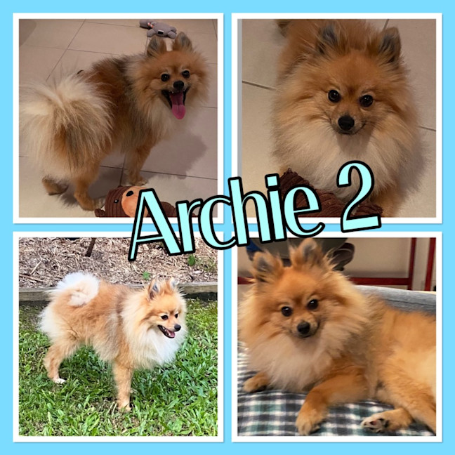 Photo of Archie