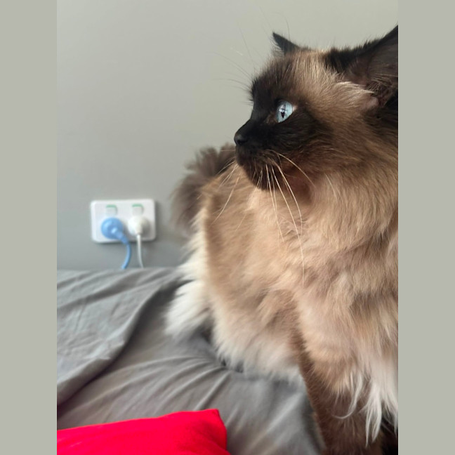 Photo of Bella