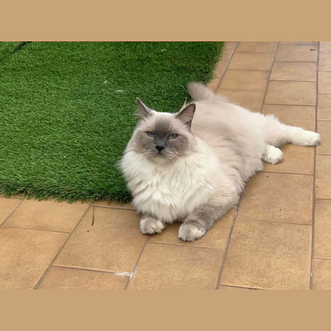 Photo of Jasper   Adorable Boofer