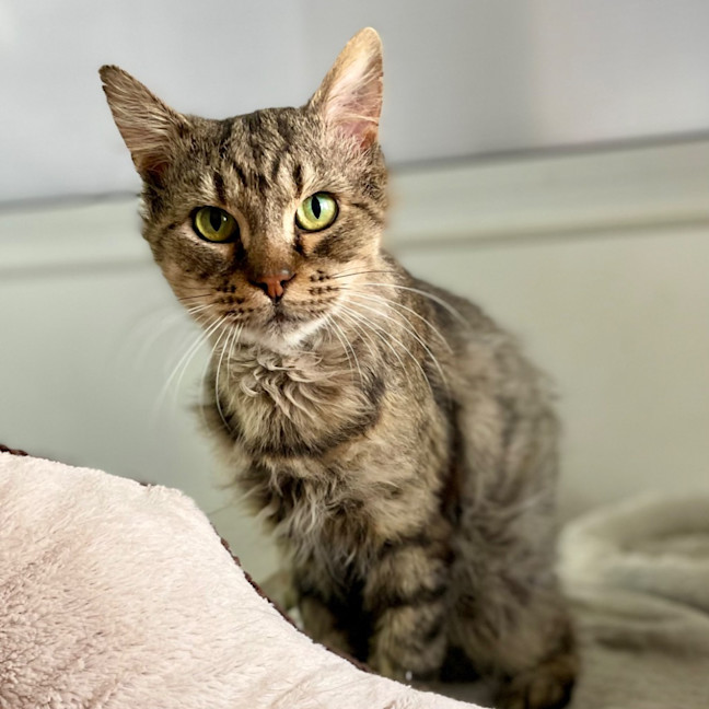 Photo of Master Splinter   Mowbray