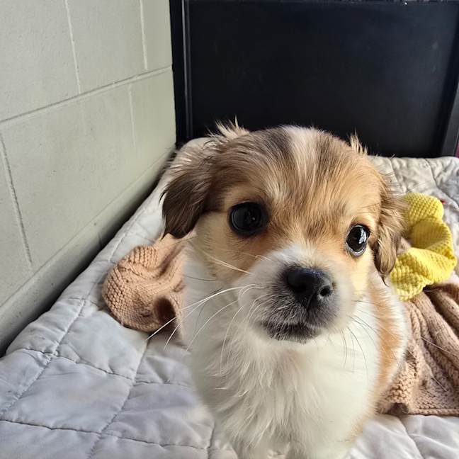 Photo of Alvin