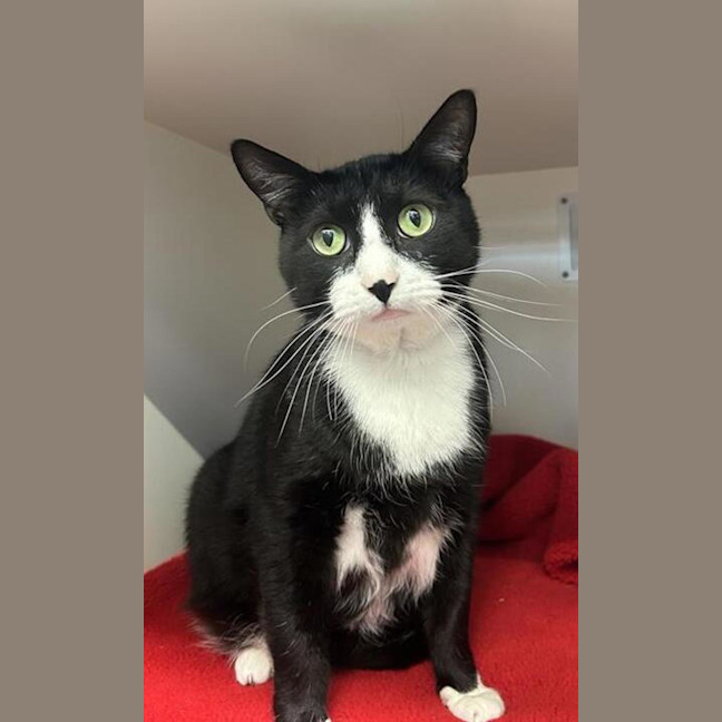 Photo of Atticus