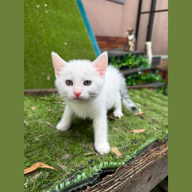 Photo of Cotton 🤍