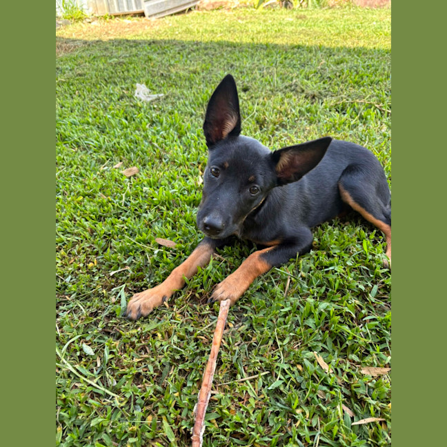 Photo of Kuda