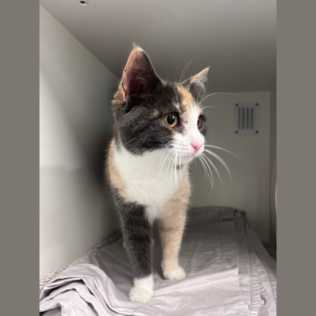 Photo of Mc Chatty Munchkin Butt