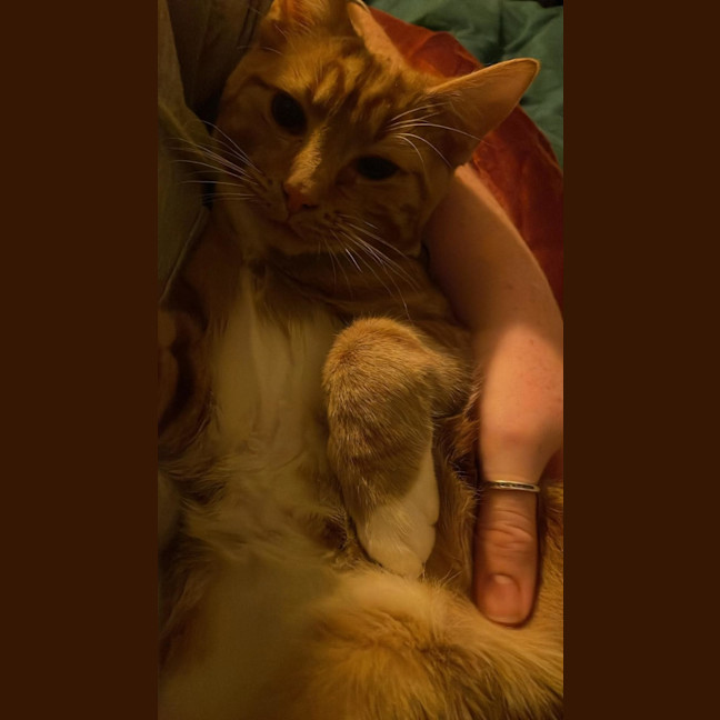 Photo of Simba