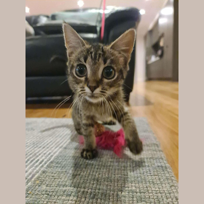 Photo of Eddy   In Foster Care In Ashburton