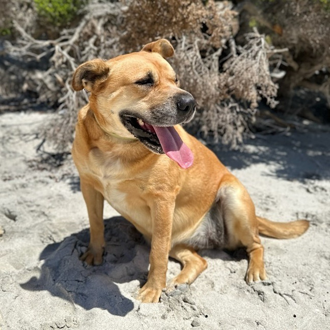 Photo of Bear
