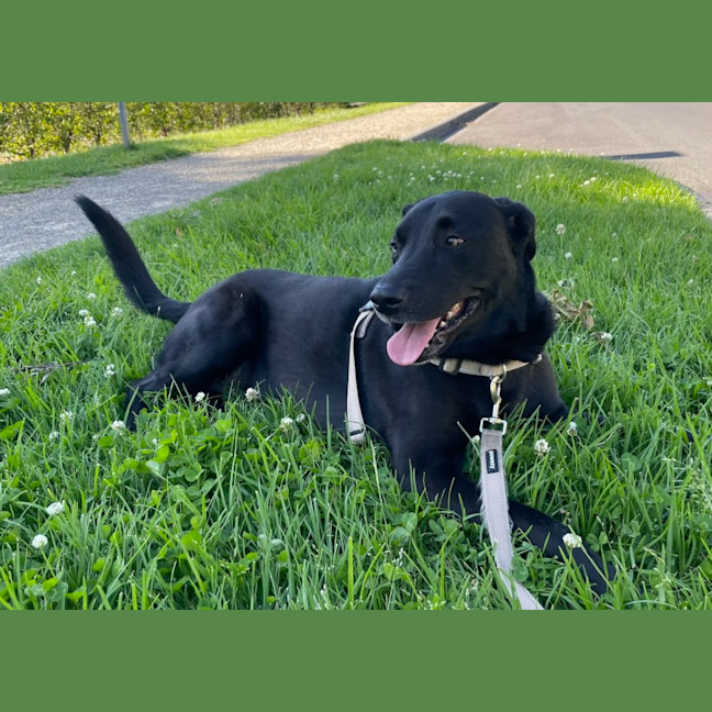 Photo of Chewie