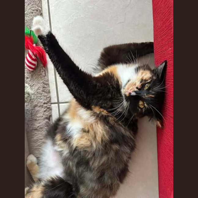 Photo of Willow And Jasper