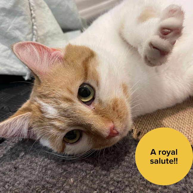 Photo of 👑Princess Gigi Von Tofu