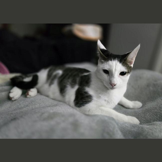 Photo of Dazzle