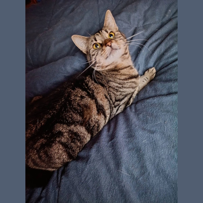 Photo of Pepper