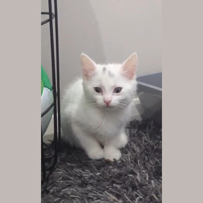 Photo of Lamington