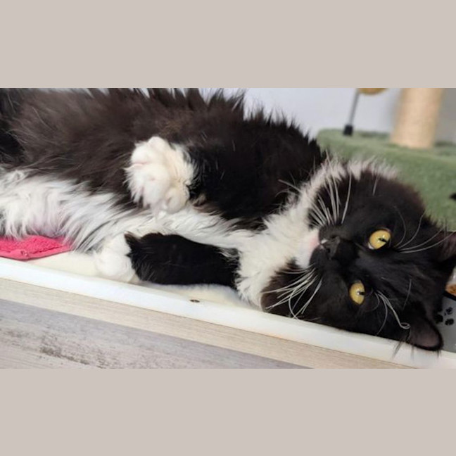 Photo of Mochi