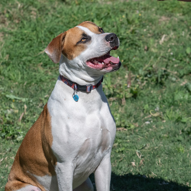 Photo of Rusty