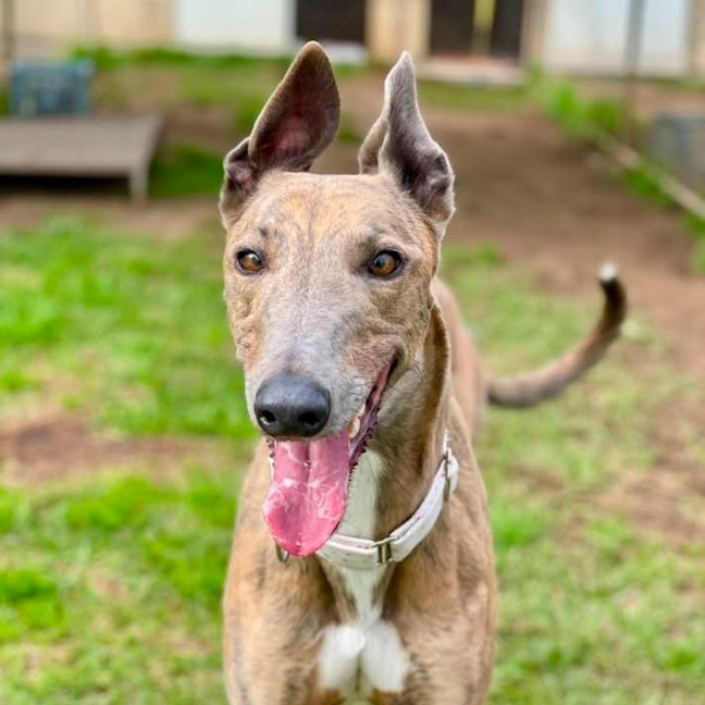 Photo of Sesame The Greyhound