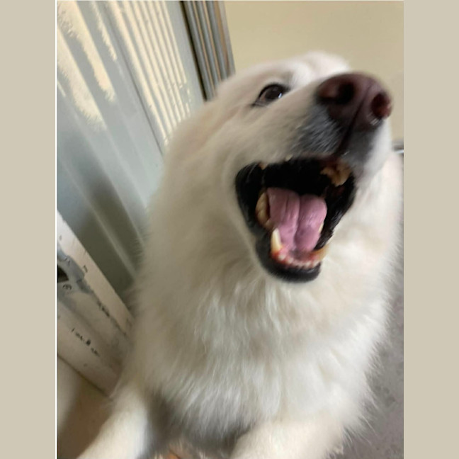 Photo of Luna