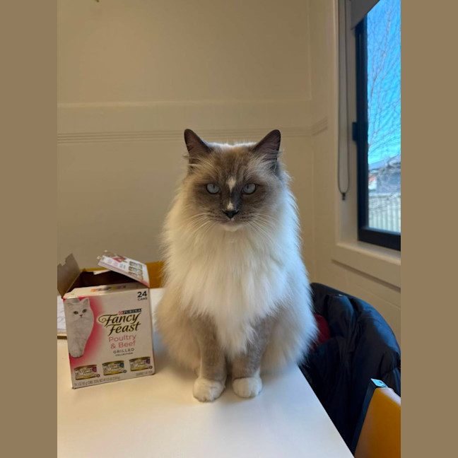 Photo of Merrkitty