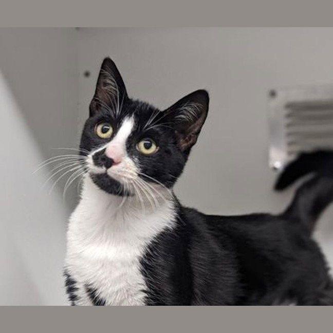 Photo of Domino
