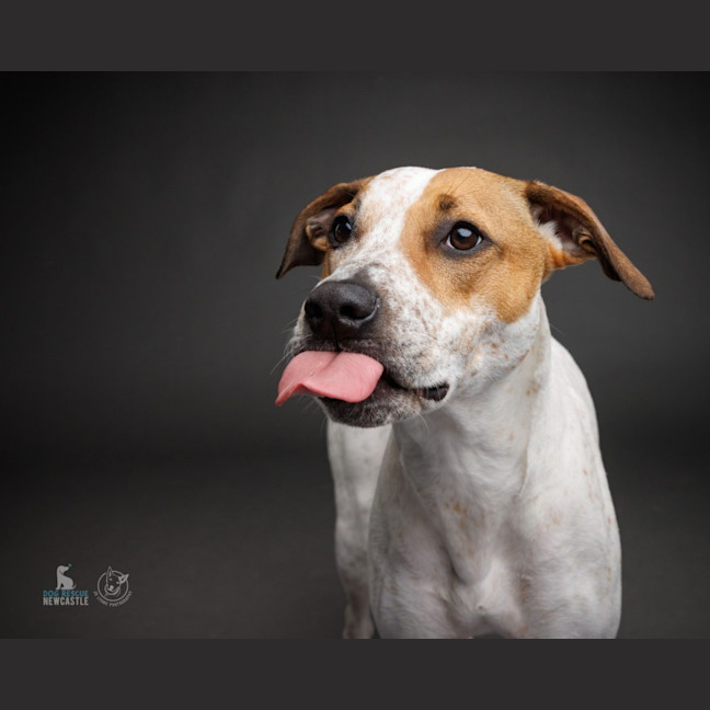 Photo of Lola   1 Year Old Cattle Dog X Staffy