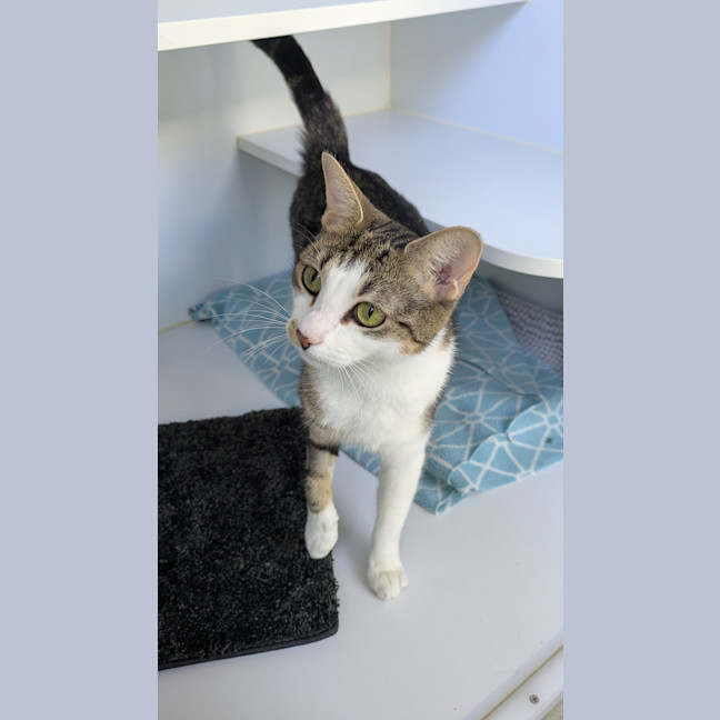 Photo of Nova