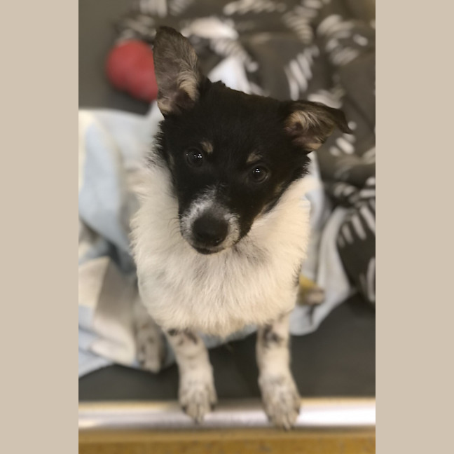 Photo of Oscar