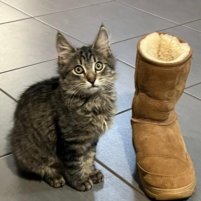 Photo of Mochi