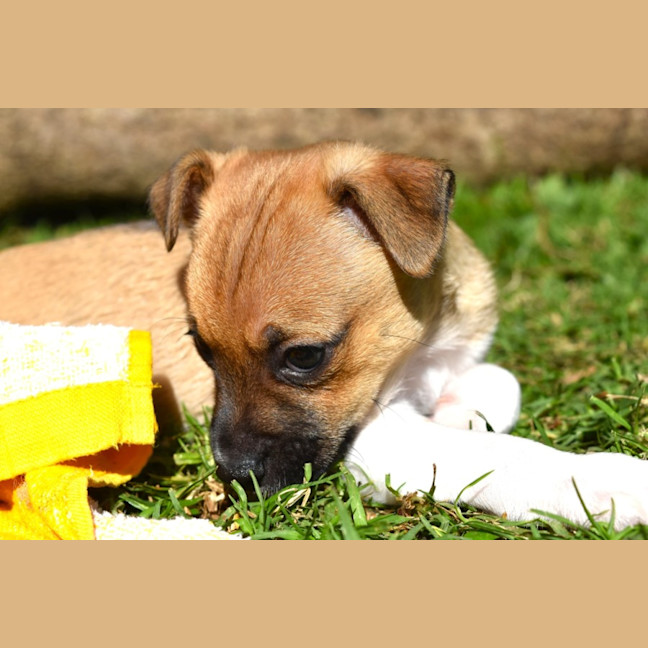 Photo of Cookie