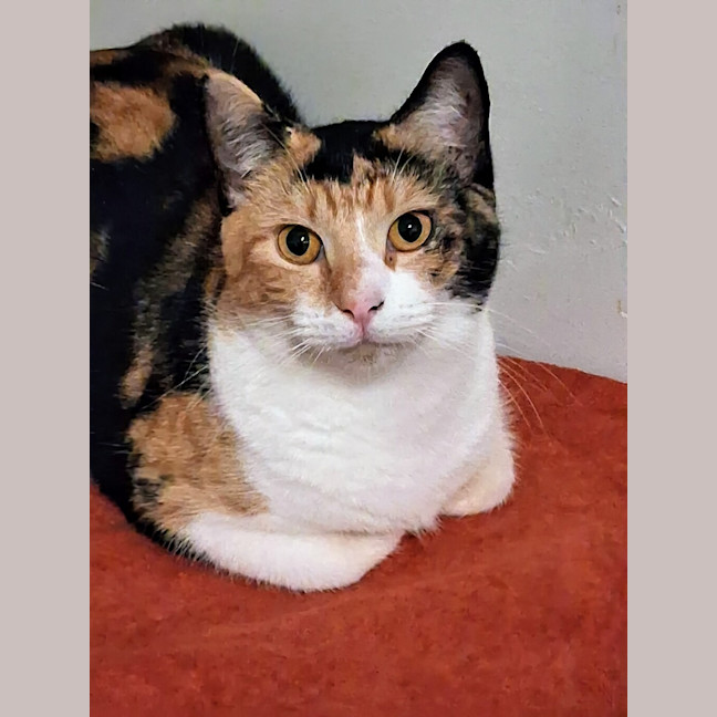 Photo of Salsa