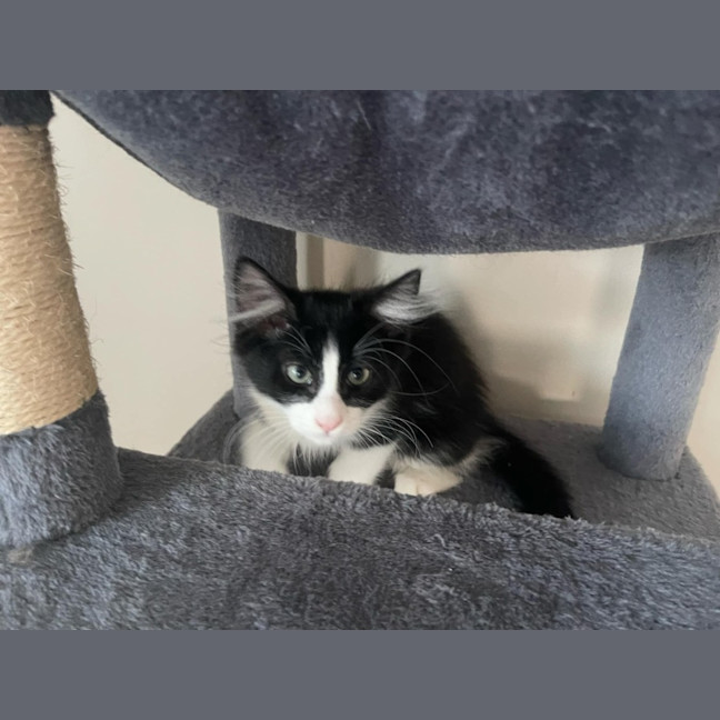 Photo of Jagga Meet Me@Petstock Keysborough Store