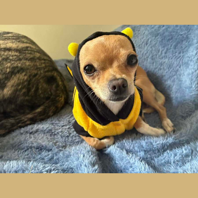 Photo of Fifi