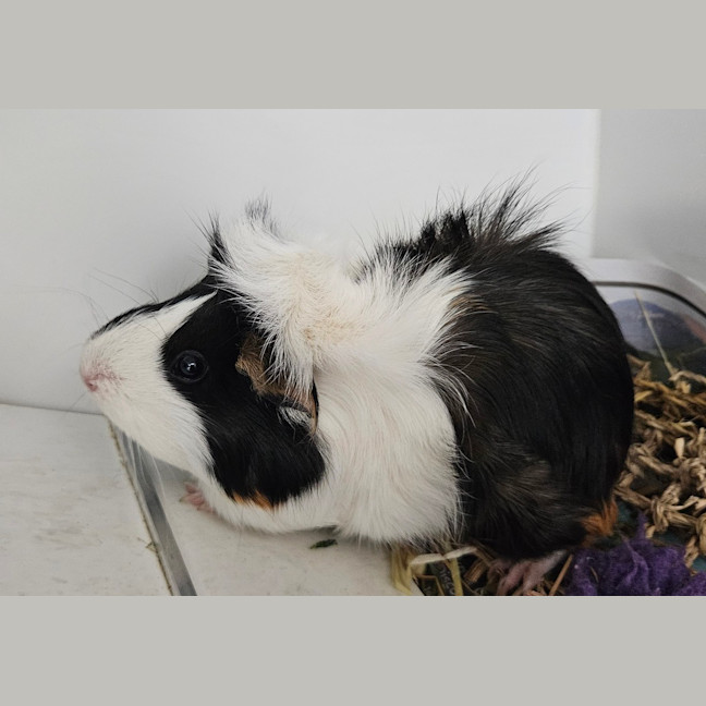 Photo of Mango