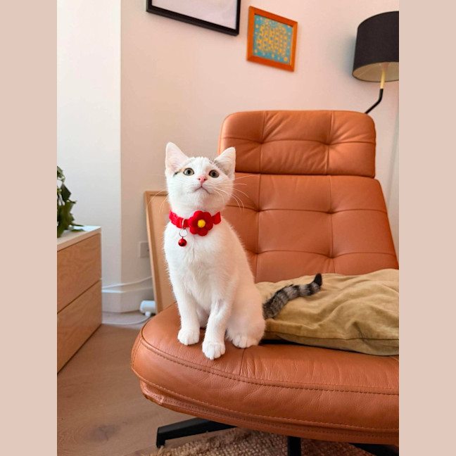Photo of Wanda