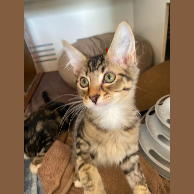 Photo of Stegosaurus