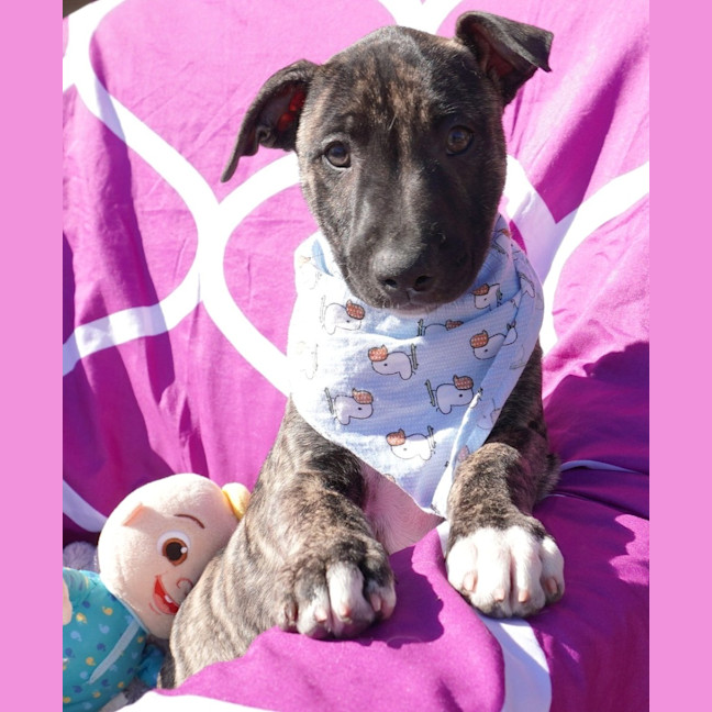 Photo of Cora