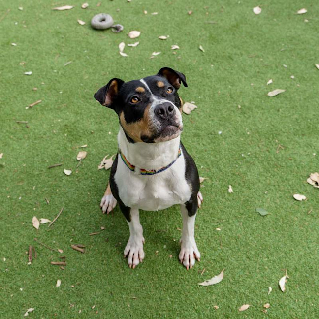 Photo of Patches