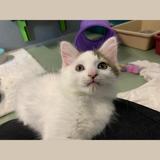 Photo of Tinkerbelle