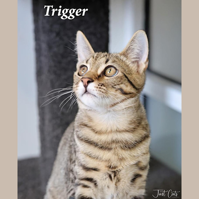 Photo of Trigger