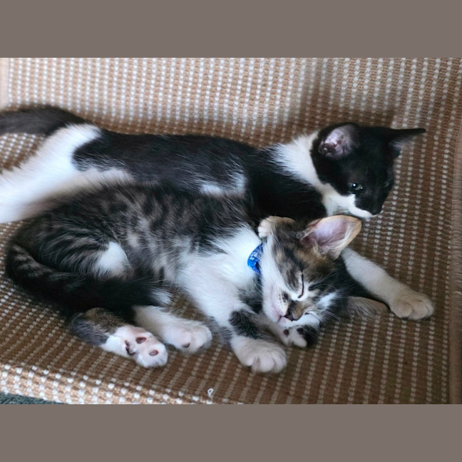 Photo of Lucky