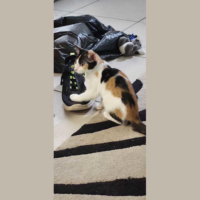 Photo of Calypso 