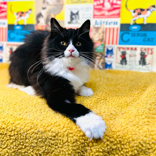 Photo of Odette   Located In Preston 