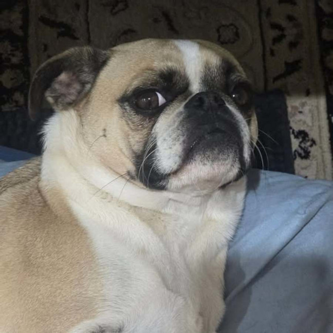 Photo of Luna