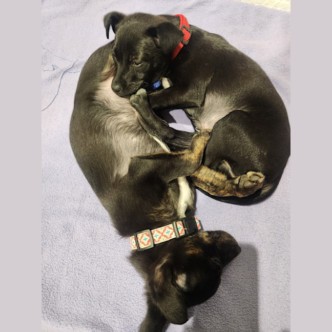 Photo of Lulu   9 Week Old Kelpie X