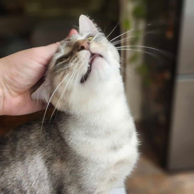 Photo of Azuki   In Foster Care In Healesville