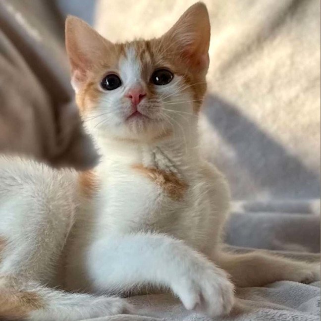 Photo of Miss Cheezel   In Foster Care In Bentleigh